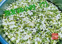 绿豆芽（自己泡发最健康）的做法图解10