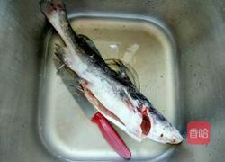 红烧江团的做法图解3