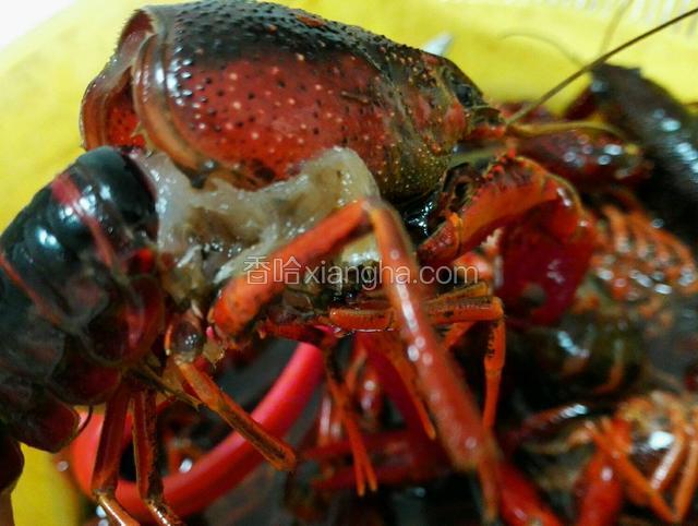 把龙虾头部打开，把腮去掉