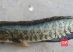 腐竹鱼片汤的做法图解1