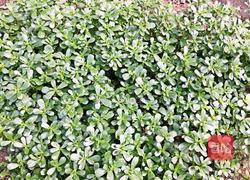 蒜蓉炒马齿苋的做法图解1