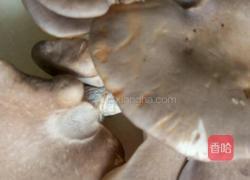 鲍鱼菇炖肉的做法图解1