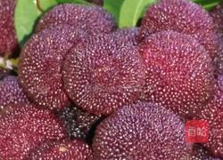 开胃杨梅干的做法图解1