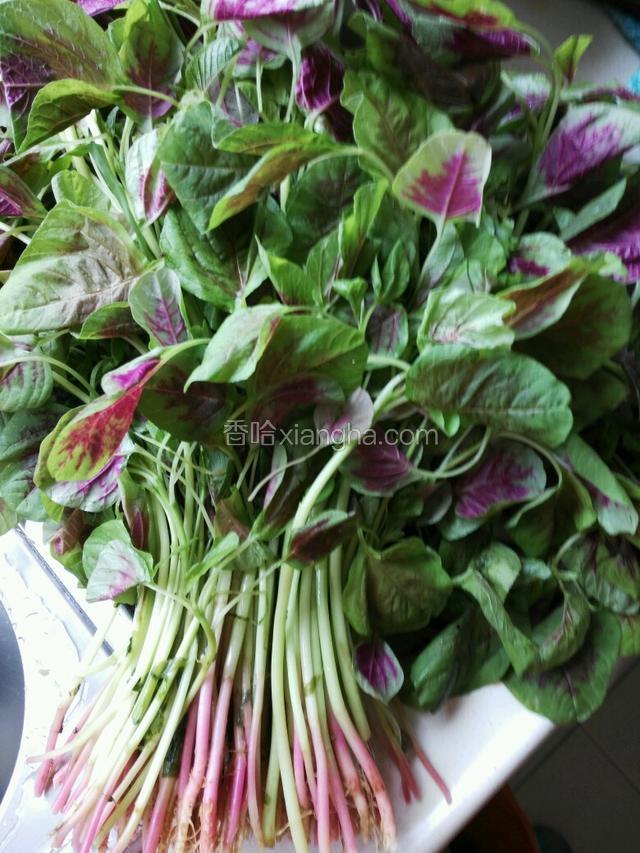 红苋菜一大把