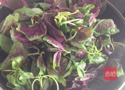 炒红苋菜的做法图解4