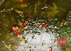 火锅酸菜鱼的做法图解5