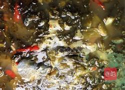 火锅酸菜鱼的做法图解6