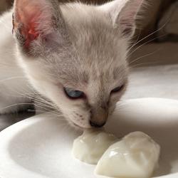 羊奶冻 猫咪零食的做法[图]