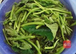 油渣南瓜苗的做法图解1