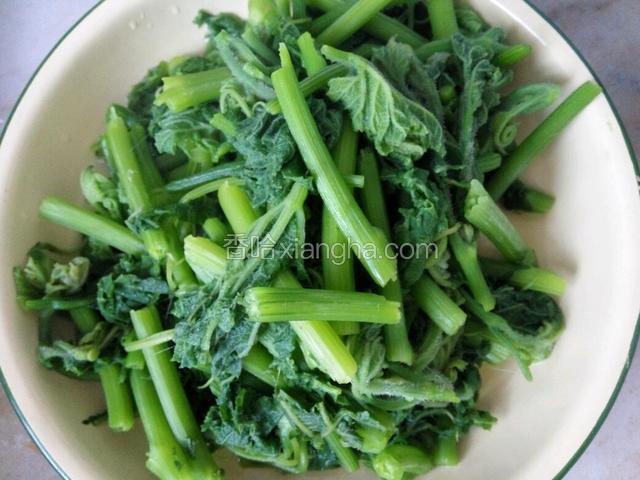 把南瓜苗捞出来