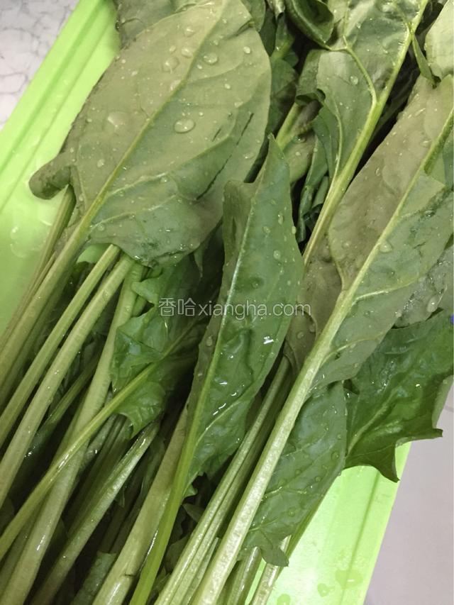 准备菠菜洗净去根