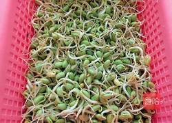 自发黑豆芽的做法图解9