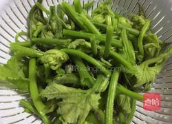 辣椒炒南瓜藤尖的做法图解3