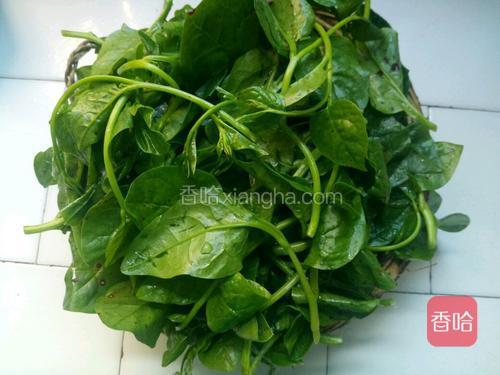 把豆腐菜洗净晾干水
