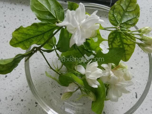 自家种植茉莉花洗净