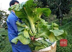 酸菜的做法图解1