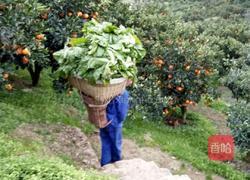 酸菜的做法图解2