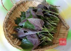 酸甜紫苏汁的做法图解1