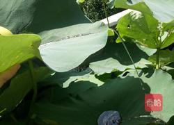 酸甜紫苏汁的做法图解10