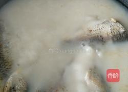 如何做出营养奶白的鲫鱼汤的做法图解6