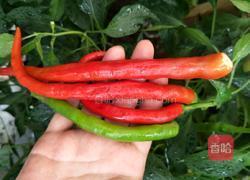 酱香豇豆肉丁炒辣椒的做法图解2