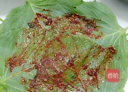 韩式蒸苏子叶的做法图解3