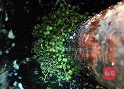 青椒酱的做法图解6