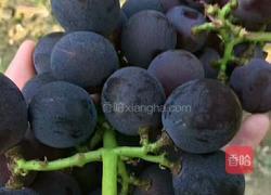 自制葡萄果酱的做法图解1