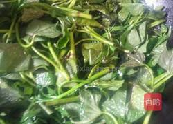 爆炒红薯叶尖的做法图解5