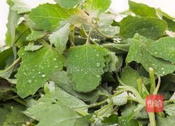 灰灰菜猪肉馅饼的做法图解1