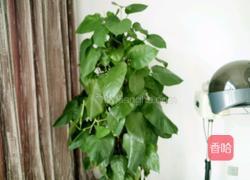 仿真孔雀开屏的做法图解1