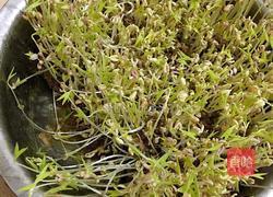 发绿豆芽的做法图解3