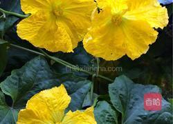 炸丝瓜花的做法图解13