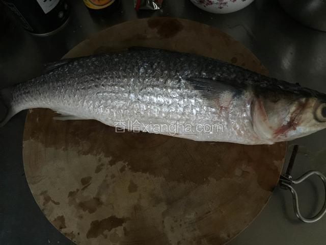 梭鱼去鳞和内脏