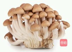 卤菇饭的做法图解1