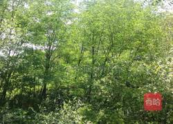 黄氏焗饭的做法图解2