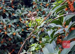 桂花蜜的做法图解1