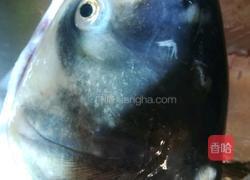 红烧胖头鱼的做法图解2