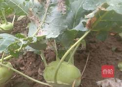 苤蓝香菇肉包的做法图解1