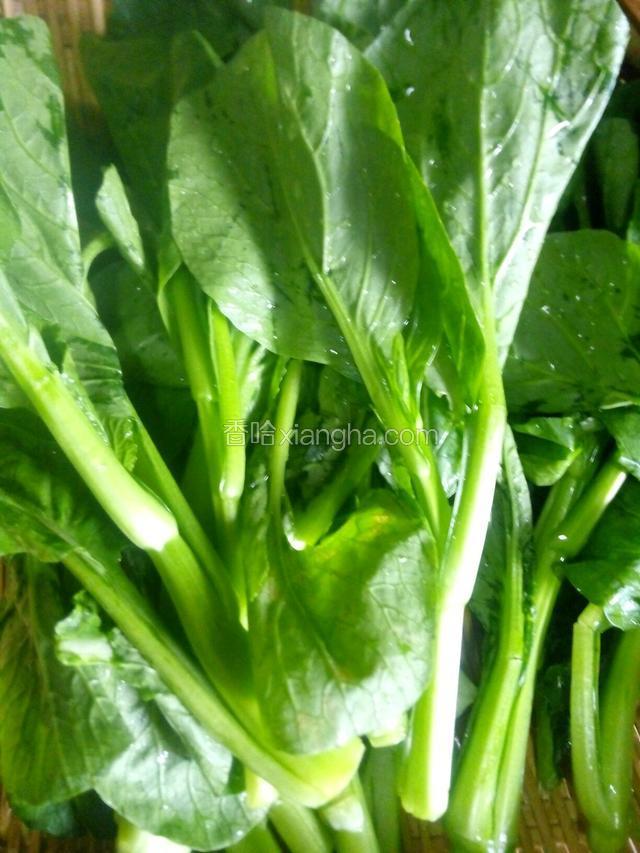 菜心洗净