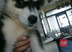 茶树菇炒牛柳的做法图解7