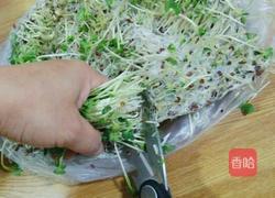 萝卜苗拌红果的做法图解2