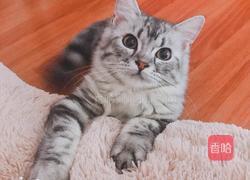 红烧南美大对虾的做法图解7
