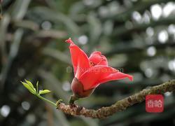 木棉花党参黄芪祛湿汤的做法图解1