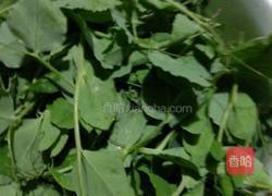 瘦肉豌豆尖汤的做法图解4