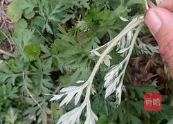  艾米粿的做法图解1