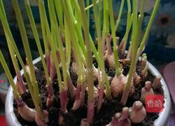 蒜苗炒鸡蛋的做法图解1