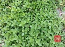 薄荷鸡蛋汤的做法图解1