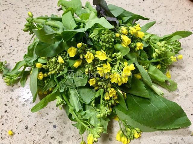 采摘的油菜花