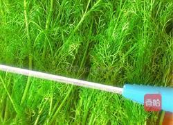 茴香猪肉水饺的做法图解6